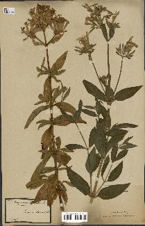 spécimen de Saponaria officinalis