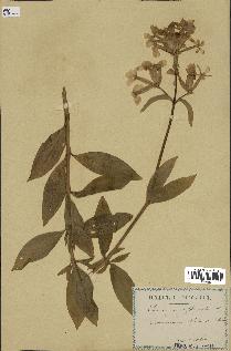 spécimen de Saponaria officinalis