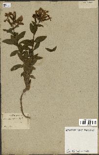 spécimen de Saponaria officinalis