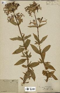 spécimen de Saponaria officinalis