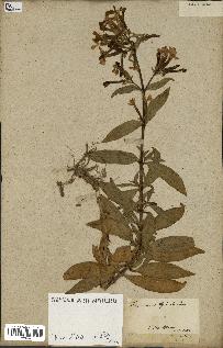 spécimen de Saponaria officinalis