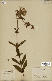 spécimen de Saponaria officinalis