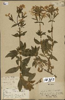 spécimen de Saponaria officinalis