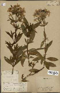 spécimen de Saponaria officinalis