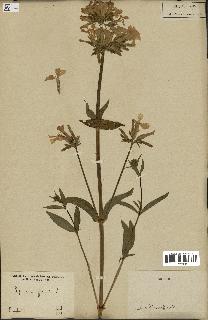 spécimen de Saponaria officinalis