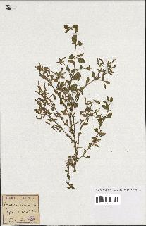 spécimen de Saponaria ocymoides