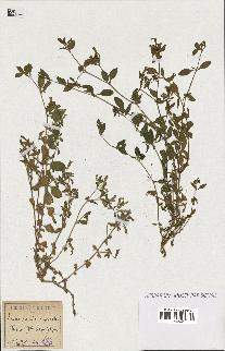 spécimen de Saponaria ocymoides