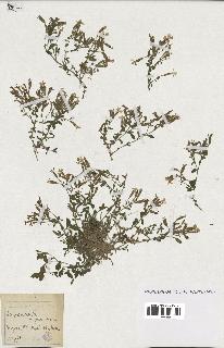 spécimen de Saponaria ocymoides