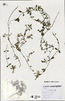 spécimen de Saponaria ocymoides