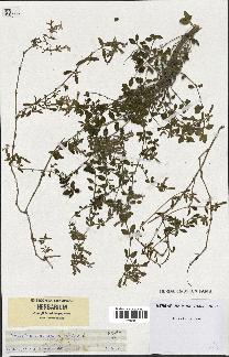 spécimen de Saponaria ocymoides