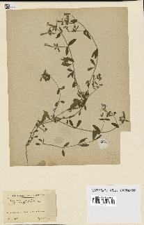 spécimen de Saponaria ocymoides
