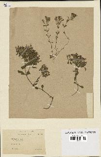 spécimen de Saponaria ocymoides