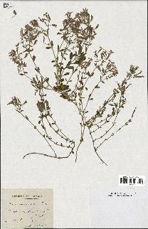 spécimen de Saponaria ocymoides