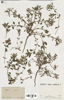 spécimen de Saponaria ocymoides