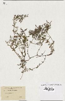 spécimen de Saponaria ocymoides