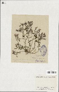 spécimen de Saponaria ocymoides
