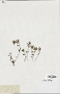 spécimen de Saponaria ocymoides
