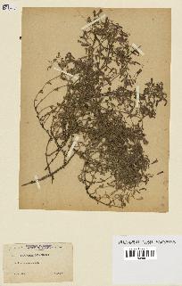 spécimen de Saponaria ocymoides