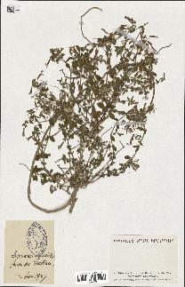 spécimen de Saponaria ocymoides
