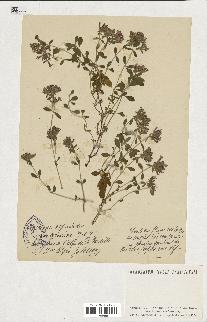 spécimen de Saponaria ocymoides