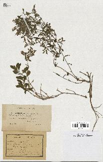 spécimen de Saponaria ocymoides