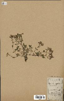 spécimen de Saponaria ocymoides