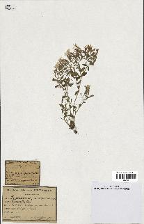 spécimen de Saponaria ocymoides