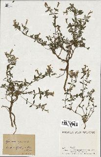 spécimen de Saponaria ocymoides