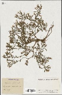 spécimen de Saponaria ocymoides