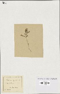 spécimen de Saponaria ocymoides