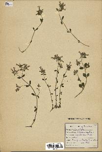 spécimen de Saponaria ocymoides