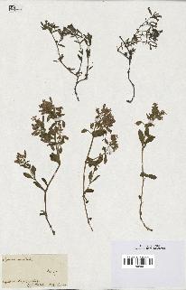 spécimen de Saponaria ocymoides
