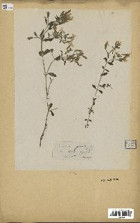 spécimen de Saponaria ocymoides