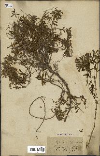 spécimen de Saponaria ocymoides