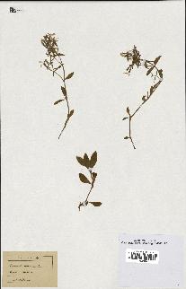 spécimen de Saponaria ocymoides