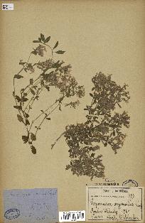 spécimen de Saponaria ocymoides