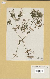spécimen de Saponaria ocymoides