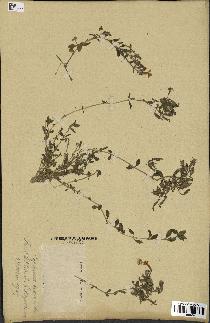 spécimen de Saponaria ocymoides