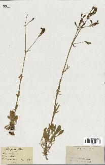 spécimen de Silene italica