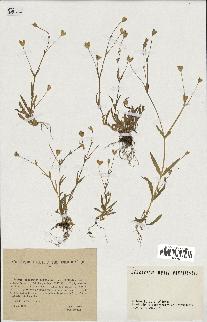spécimen de Silene laeta