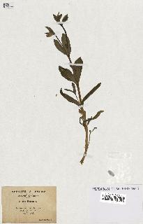 spécimen de Silene behen