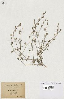 spécimen de Silene cerastoides