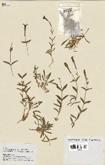 spécimen de Silene boryi