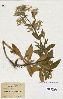 spécimen de Saponaria officinalis