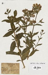 spécimen de Saponaria officinalis