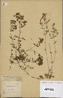 spécimen de Saponaria ocymoides