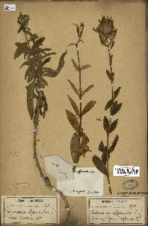 spécimen de Saponaria officinalis