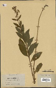 spécimen de Saponaria officinalis