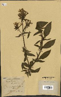 spécimen de Saponaria officinalis