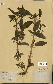 spécimen de Saponaria officinalis